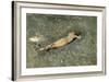 Nude on the Beach at Portici, 1874-Maria Fortuny-Framed Giclee Print