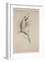 Nude Seated Male Figure, C.1832 (Pencil on Paper)-Thomas Cole-Framed Giclee Print