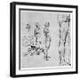 Nude Studies for 'The Battle of Anghiari, C1503-1505-Leonardo da Vinci-Framed Giclee Print