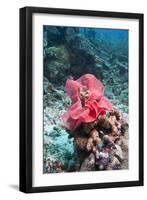 Nudibranch Eggs, Komodo, Indonesia, Southeast Asia, Asia-Lisa Collins-Framed Photographic Print