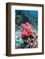 Nudibranch Eggs, Komodo, Indonesia, Southeast Asia, Asia-Lisa Collins-Framed Photographic Print