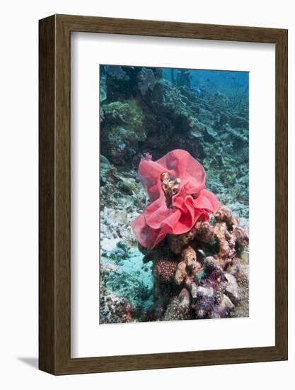 Nudibranch Eggs, Komodo, Indonesia, Southeast Asia, Asia-Lisa Collins-Framed Photographic Print