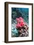 Nudibranch Eggs, Komodo, Indonesia, Southeast Asia, Asia-Lisa Collins-Framed Photographic Print