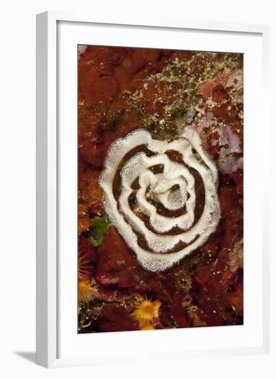 Nudibranch Eggs, Larvotto Marine Reserve, Monaco, Mediterranean Sea, July 2009-Banfi-Framed Photographic Print