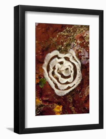 Nudibranch Eggs, Larvotto Marine Reserve, Monaco, Mediterranean Sea, July 2009-Banfi-Framed Photographic Print