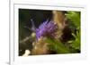 Nudibranch (Flabellina Affinis) on Algae (Caulerpa Taxifolia) Larvotto Marine Reserve, Monaco-Banfi-Framed Photographic Print