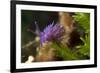 Nudibranch (Flabellina Affinis) on Algae (Caulerpa Taxifolia) Larvotto Marine Reserve, Monaco-Banfi-Framed Photographic Print