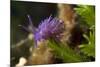 Nudibranch (Flabellina Affinis) on Algae (Caulerpa Taxifolia) Larvotto Marine Reserve, Monaco-Banfi-Mounted Photographic Print