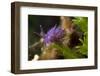 Nudibranch (Flabellina Affinis) on Algae (Caulerpa Taxifolia) Larvotto Marine Reserve, Monaco-Banfi-Framed Photographic Print