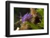 Nudibranch (Flabellina Affinis) on Algae (Caulerpa Taxifolia) Larvotto Marine Reserve, Monaco-Banfi-Framed Photographic Print