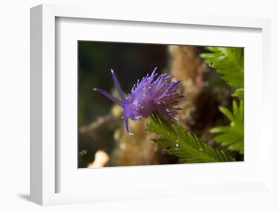 Nudibranch (Flabellina Affinis) on Algae (Caulerpa Taxifolia) Larvotto Marine Reserve, Monaco-Banfi-Framed Photographic Print