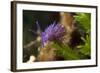 Nudibranch (Flabellina Affinis) on Algae (Caulerpa Taxifolia) Larvotto Marine Reserve, Monaco-Banfi-Framed Photographic Print