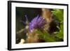 Nudibranch (Flabellina Affinis) on Algae (Caulerpa Taxifolia) Larvotto Marine Reserve, Monaco-Banfi-Framed Photographic Print