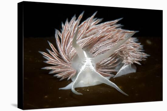 Nudibranch (Flabellina Lineata) on Seaweed, Saltstraumen, Bod?, Norway, October 2008-Lundgren-Stretched Canvas