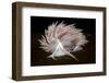 Nudibranch (Flabellina Lineata) on Seaweed, Saltstraumen, Bod?, Norway, October 2008-Lundgren-Framed Photographic Print