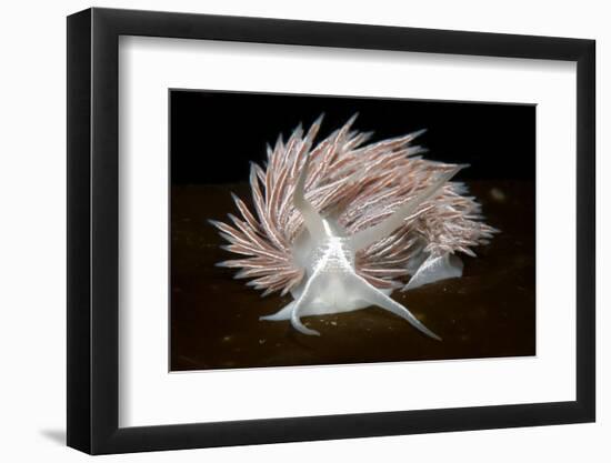 Nudibranch (Flabellina Lineata) on Seaweed, Saltstraumen, Bod?, Norway, October 2008-Lundgren-Framed Photographic Print