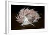 Nudibranch (Flabellina Lineata) on Seaweed, Saltstraumen, Bod?, Norway, October 2008-Lundgren-Framed Photographic Print