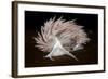 Nudibranch (Flabellina Lineata) on Seaweed, Saltstraumen, Bod?, Norway, October 2008-Lundgren-Framed Photographic Print