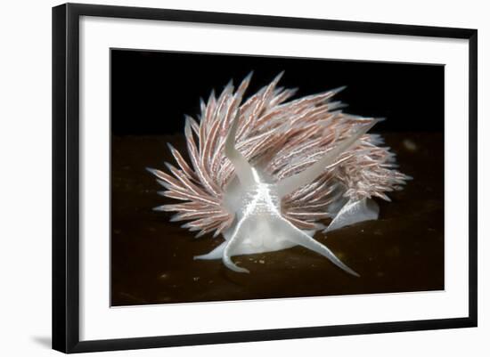 Nudibranch (Flabellina Lineata) on Seaweed, Saltstraumen, Bod?, Norway, October 2008-Lundgren-Framed Photographic Print