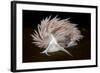 Nudibranch (Flabellina Lineata) on Seaweed, Saltstraumen, Bod?, Norway, October 2008-Lundgren-Framed Photographic Print