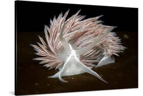 Nudibranch (Flabellina Lineata) on Seaweed, Saltstraumen, Bod?, Norway, October 2008-Lundgren-Stretched Canvas