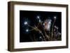 Nudibranch (Flabellina Nobilis) Feeding On A Solitary Hydroid (Tubularia Indivisa) And Laying Eggs-Alex Mustard-Framed Photographic Print