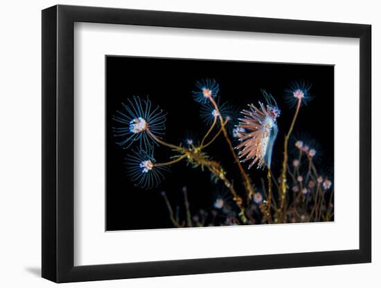 Nudibranch (Flabellina Nobilis) Feeding On A Solitary Hydroid (Tubularia Indivisa) And Laying Eggs-Alex Mustard-Framed Photographic Print