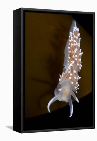 Nudibranch (Flabellina Verrucosa) on Seaweed, Saltstraumen, Bod?, Norway, October 2008-Lundgren-Framed Stretched Canvas