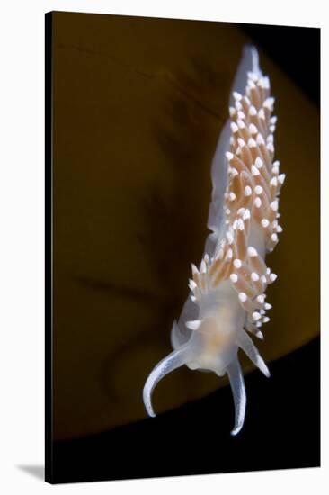 Nudibranch (Flabellina Verrucosa) on Seaweed, Saltstraumen, Bod?, Norway, October 2008-Lundgren-Stretched Canvas