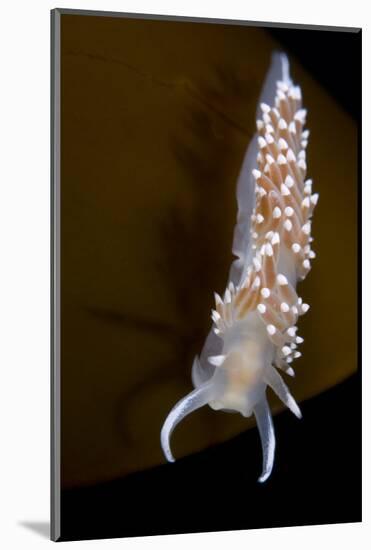 Nudibranch (Flabellina Verrucosa) on Seaweed, Saltstraumen, Bod?, Norway, October 2008-Lundgren-Mounted Photographic Print