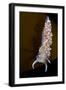 Nudibranch (Flabellina Verrucosa) on Seaweed, Saltstraumen, Bod?, Norway, October 2008-Lundgren-Framed Photographic Print