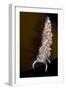 Nudibranch (Flabellina Verrucosa) on Seaweed, Saltstraumen, Bod?, Norway, October 2008-Lundgren-Framed Photographic Print