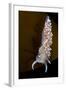 Nudibranch (Flabellina Verrucosa) on Seaweed, Saltstraumen, Bod?, Norway, October 2008-Lundgren-Framed Photographic Print