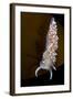 Nudibranch (Flabellina Verrucosa) on Seaweed, Saltstraumen, Bod?, Norway, October 2008-Lundgren-Framed Photographic Print