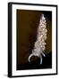 Nudibranch (Flabellina Verrucosa) on Seaweed, Saltstraumen, Bod?, Norway, October 2008-Lundgren-Framed Photographic Print