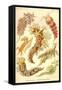 Nudibranch Gastropod Mollusks-Ernst Haeckel-Framed Stretched Canvas