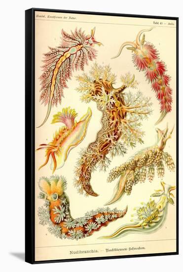 Nudibranch Gastropod Mollusks-Ernst Haeckel-Framed Stretched Canvas