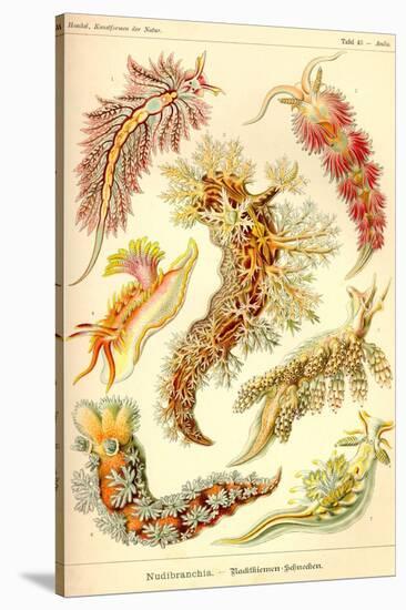 Nudibranch Gastropod Mollusks-Ernst Haeckel-Stretched Canvas