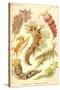 Nudibranch Gastropod Mollusks-Ernst Haeckel-Stretched Canvas