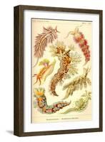 Nudibranch Gastropod Mollusks-Ernst Haeckel-Framed Art Print