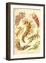 Nudibranch Gastropod Mollusks-Ernst Haeckel-Framed Art Print