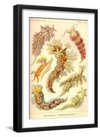 Nudibranch Gastropod Mollusks-Ernst Haeckel-Framed Art Print