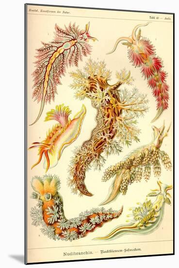 Nudibranch Gastropod Mollusks-Ernst Haeckel-Mounted Art Print