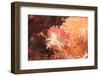 Nudibranch, Inside Passage, Sitka Area, Alaska, USA-Stuart Westmorland-Framed Photographic Print