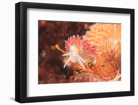 Nudibranch, Inside Passage, Sitka Area, Alaska, USA-Stuart Westmorland-Framed Photographic Print