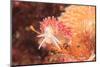 Nudibranch, Inside Passage, Sitka Area, Alaska, USA-Stuart Westmorland-Mounted Photographic Print