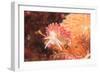 Nudibranch, Inside Passage, Sitka Area, Alaska, USA-Stuart Westmorland-Framed Photographic Print