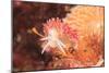 Nudibranch, Inside Passage, Sitka Area, Alaska, USA-Stuart Westmorland-Mounted Photographic Print