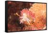 Nudibranch, Inside Passage, Sitka Area, Alaska, USA-Stuart Westmorland-Framed Stretched Canvas