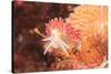 Nudibranch, Inside Passage, Sitka Area, Alaska, USA-Stuart Westmorland-Stretched Canvas